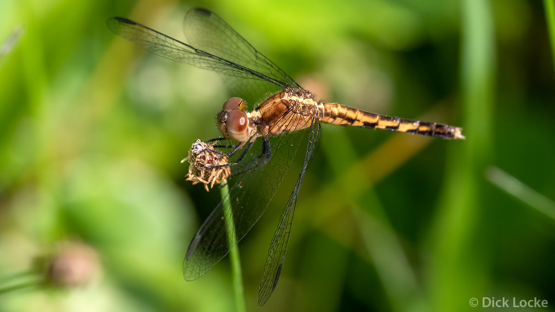 1035-22 Dragonfly and Wild newest Rose